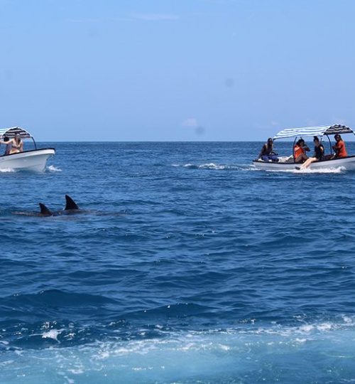 MNemba-Island-Tour-870x555