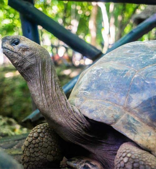 giant-tortoise-prison-island-zanzibar