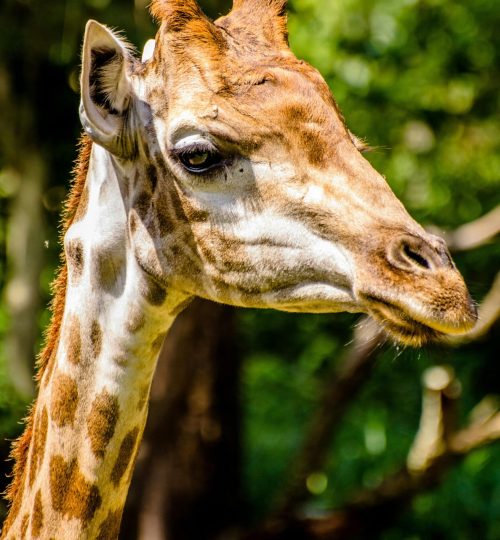 pexels-pixabay-42329